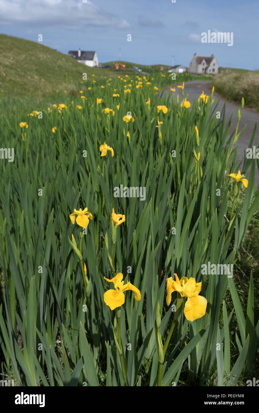 yellow flag iris bed;carinish;north uist;scotland Stock Photo