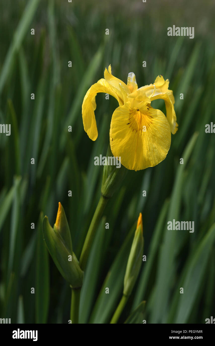 yellow iris;iris pseudacorus;north uist;scotland Stock Photo