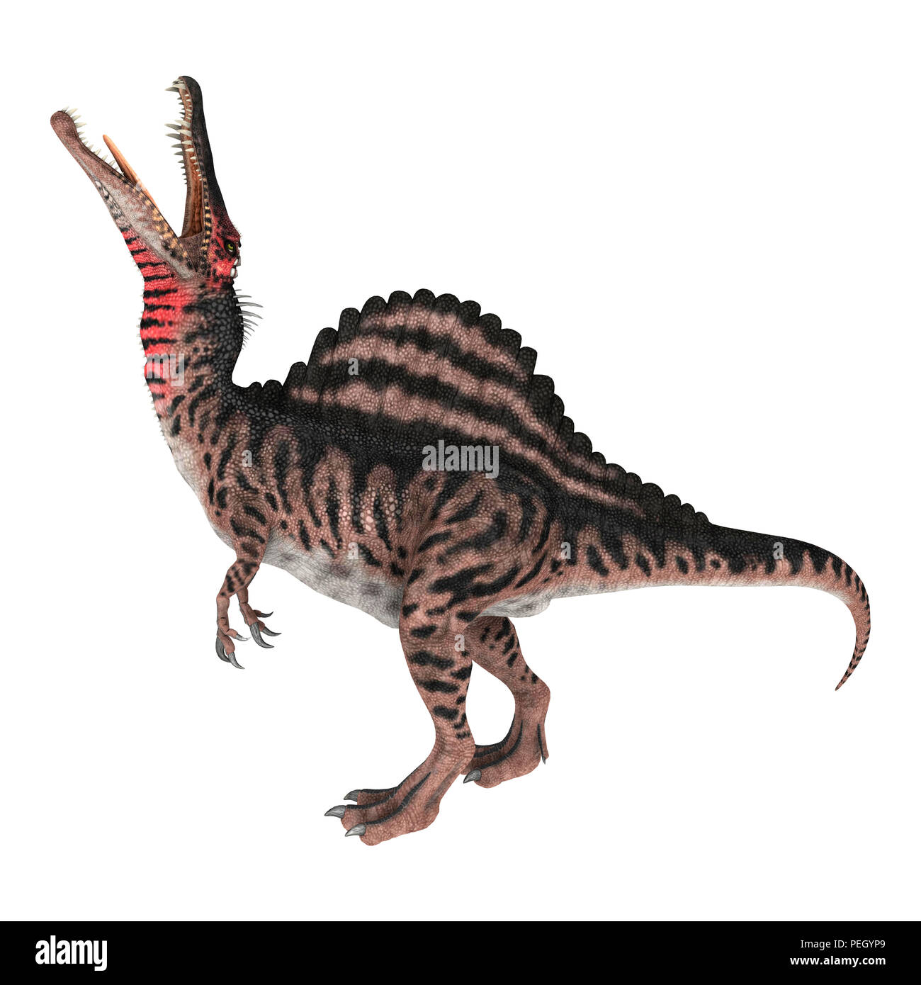 3D rendering of a dinosaur Spinosaurus isolated on white background ...