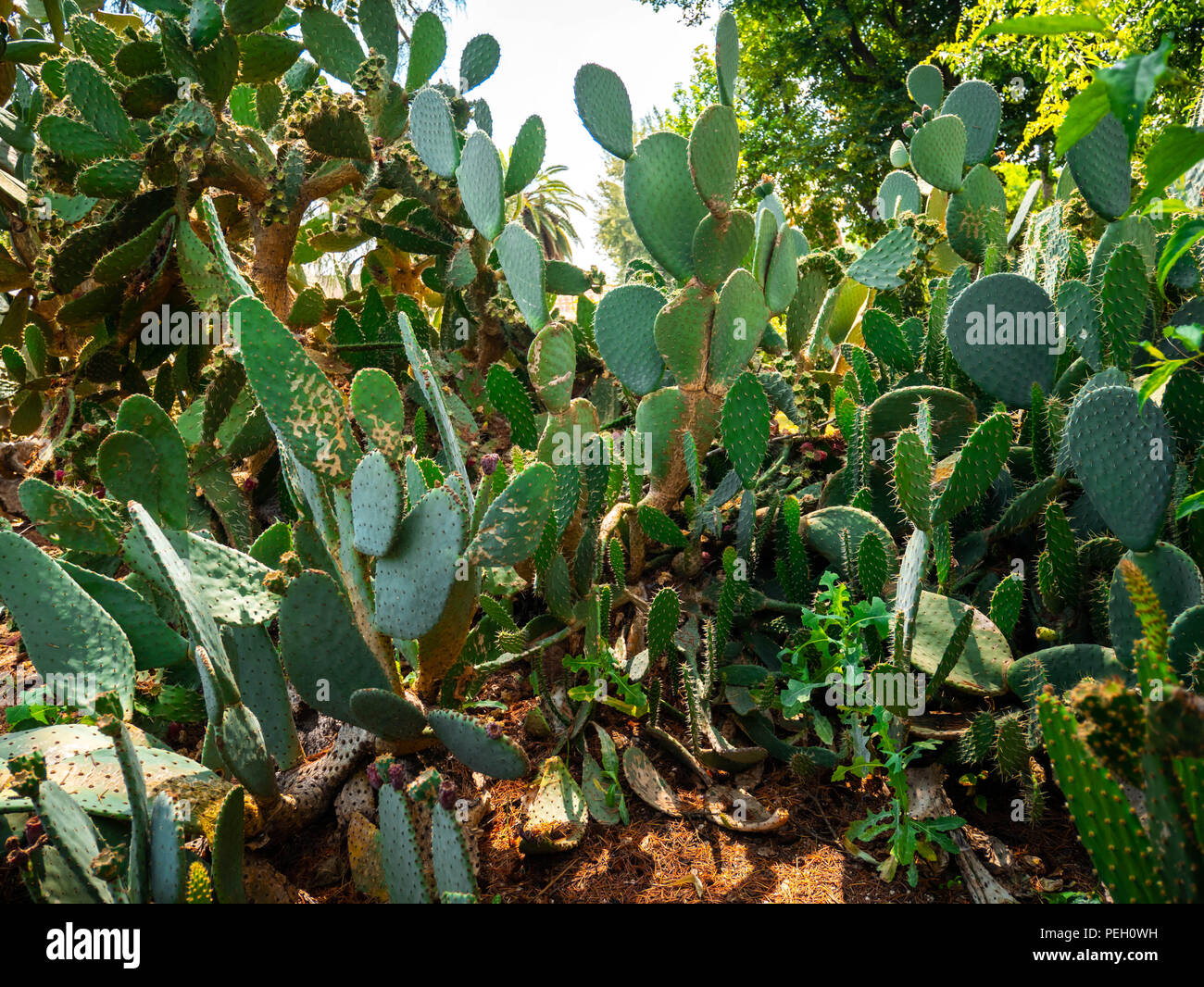 Prickly cactus succulents in a botanical garden Stock Photo