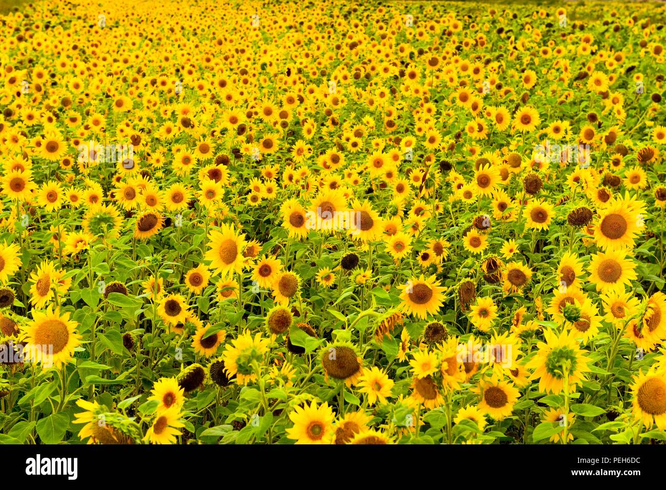 Gower sunflowers worms hires stock photography and images Alamy