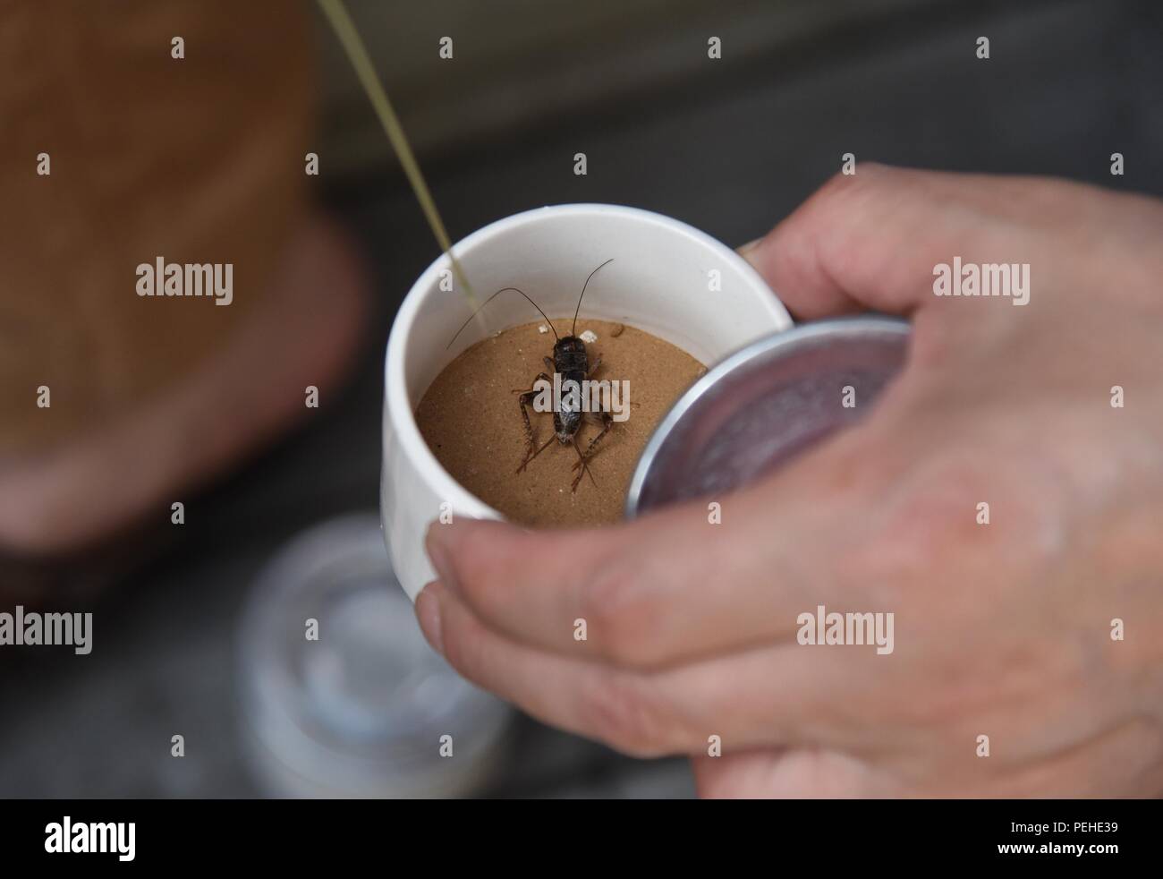 Hangzhou, Hangzhou, China. 16th Aug, 2018. Hangzhou, CHINA-People select  crickets at a cricket market in Hangzhou, east China's Zhejiang Province.  Cricket fighting is a kind of sport involving the fighting of male