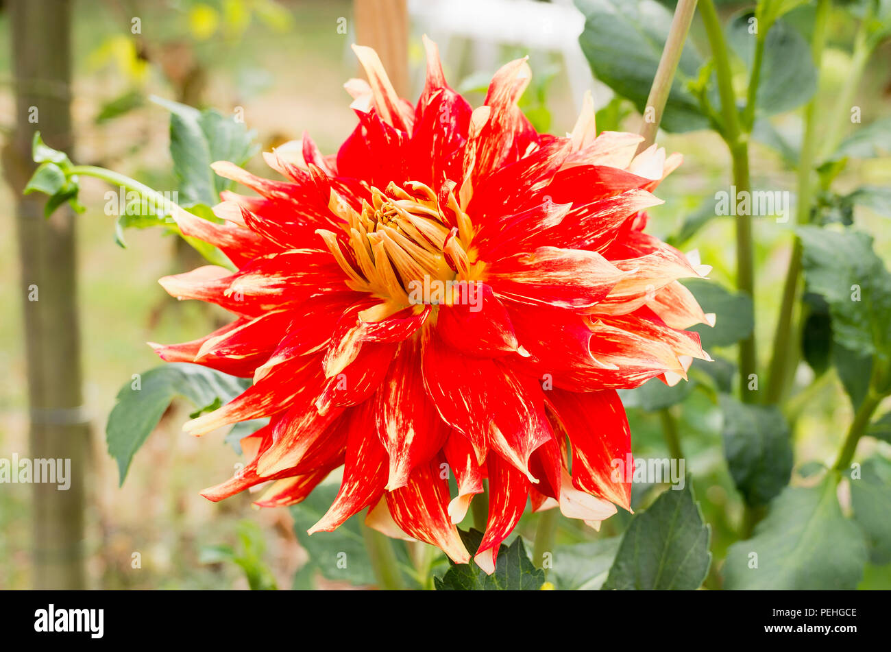 Dahlia Nick Sr is a large decorative cultivarwith a slight frilly twist to each petal Stock Photo