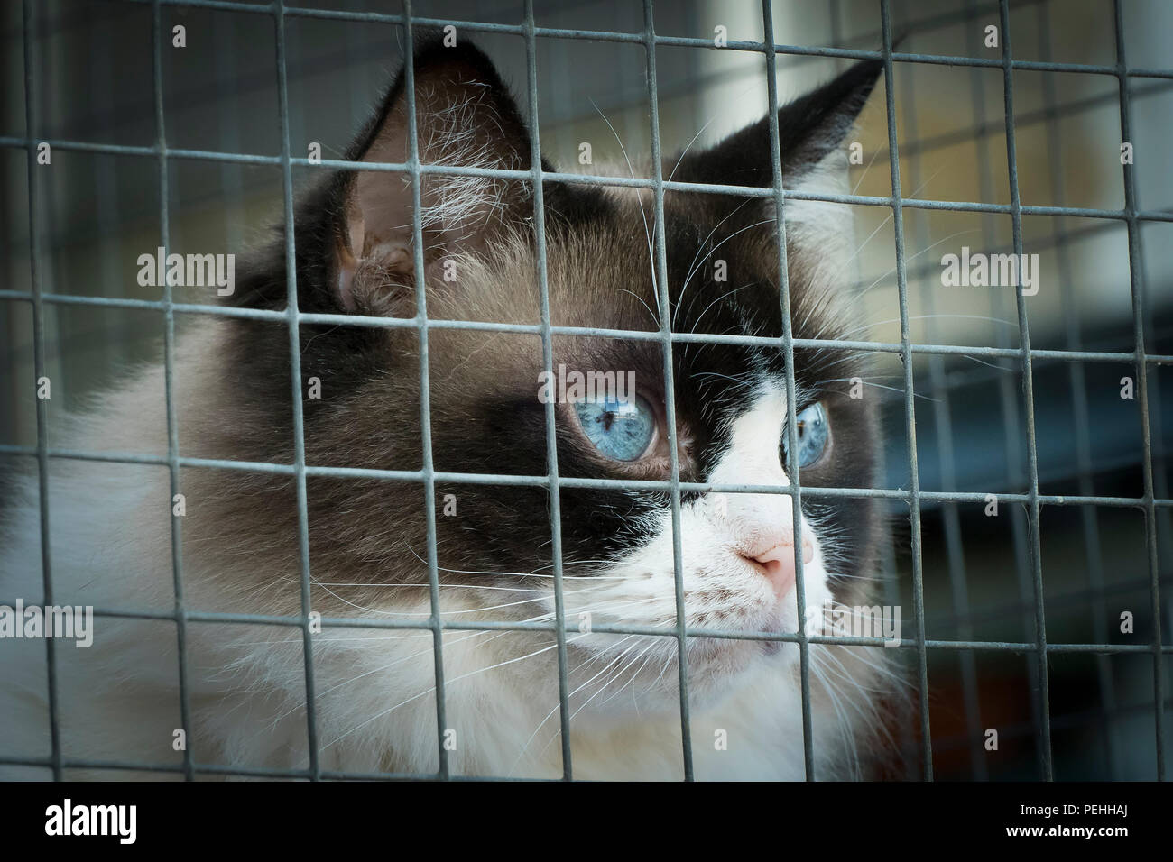 Head of an alert Ragdol cat viewing the outside world brom the security of spacious cat run Stock Photo