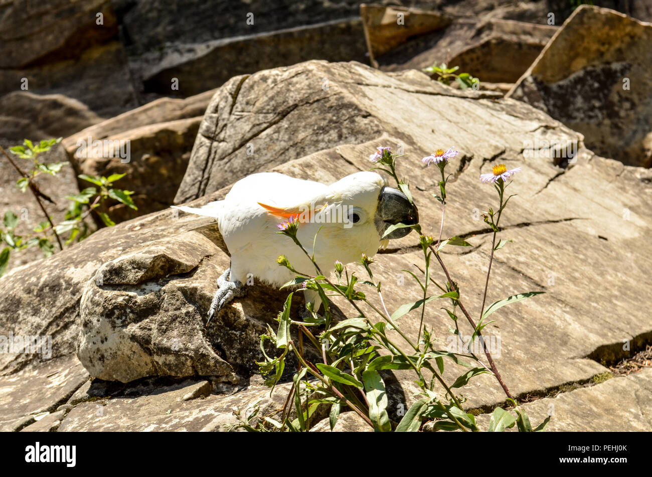 Bird eating flowers hires stock photography and images Alamy