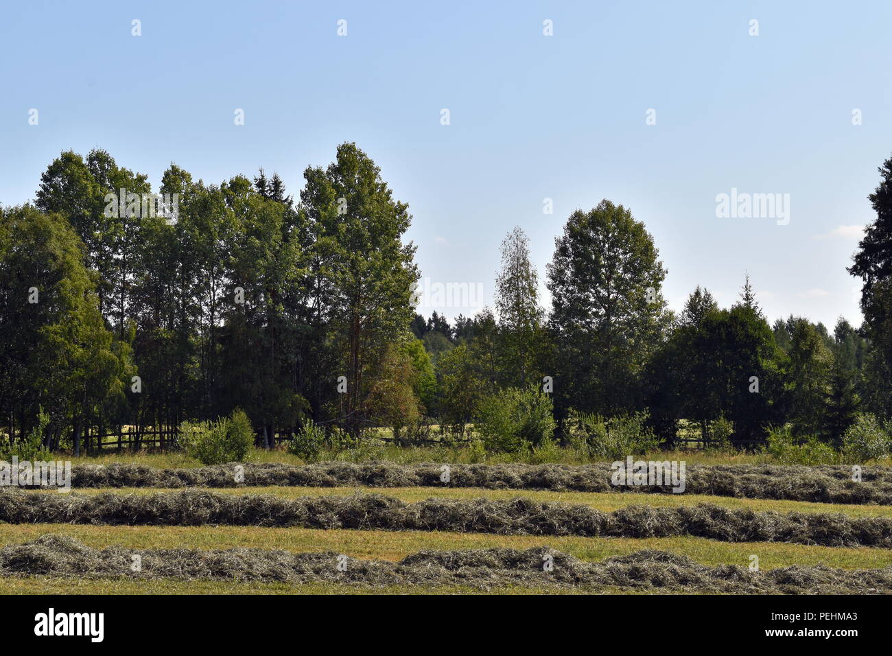 agriculture in norway hedmark county Stock Photo - Alamy