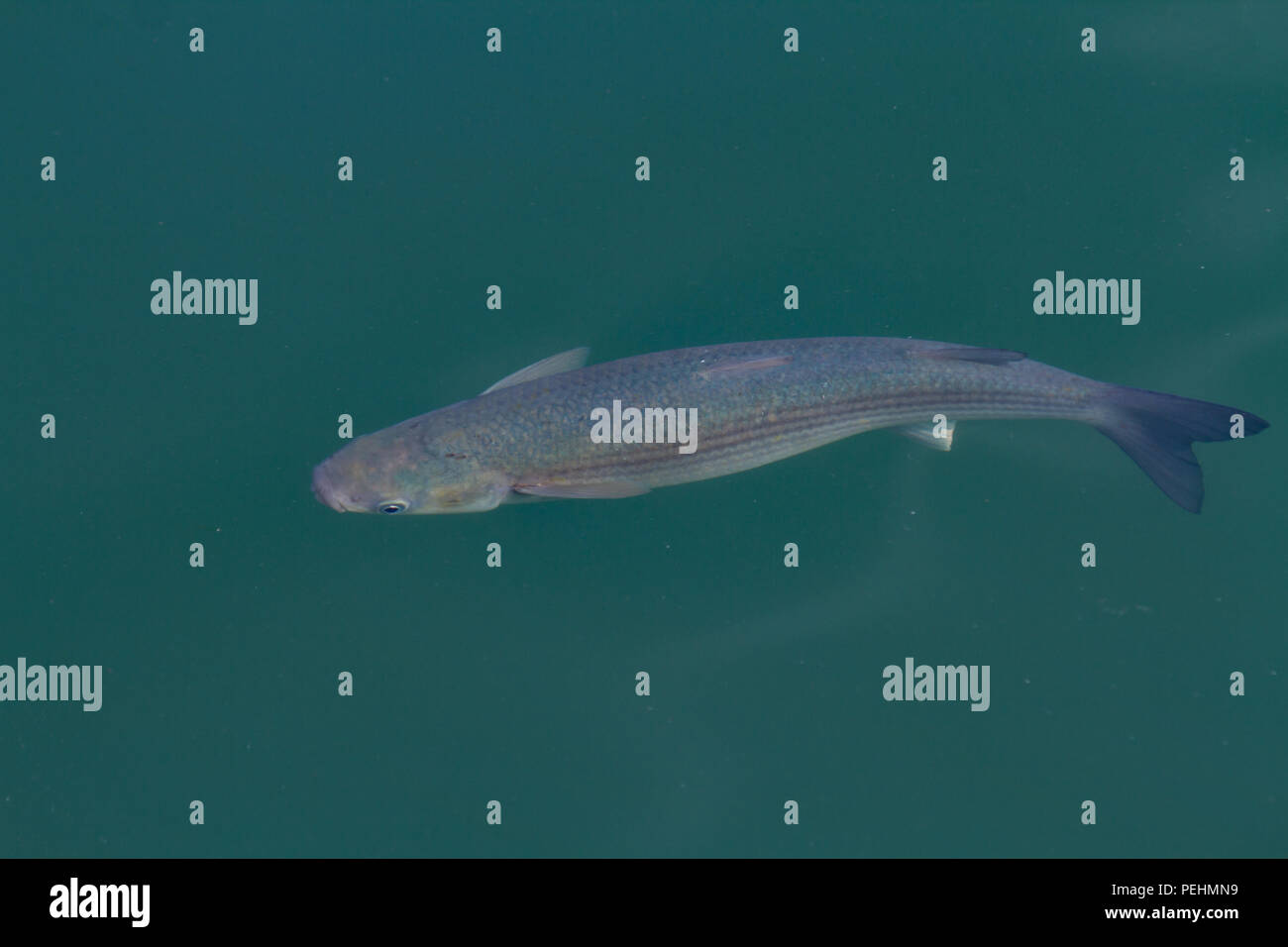 Thick Lipped Grey Mullet Chelon Labrosus Single Adult Swimming In Thick Lipped Grey Mullet Chelon Labrosus Single Adult Swimming In