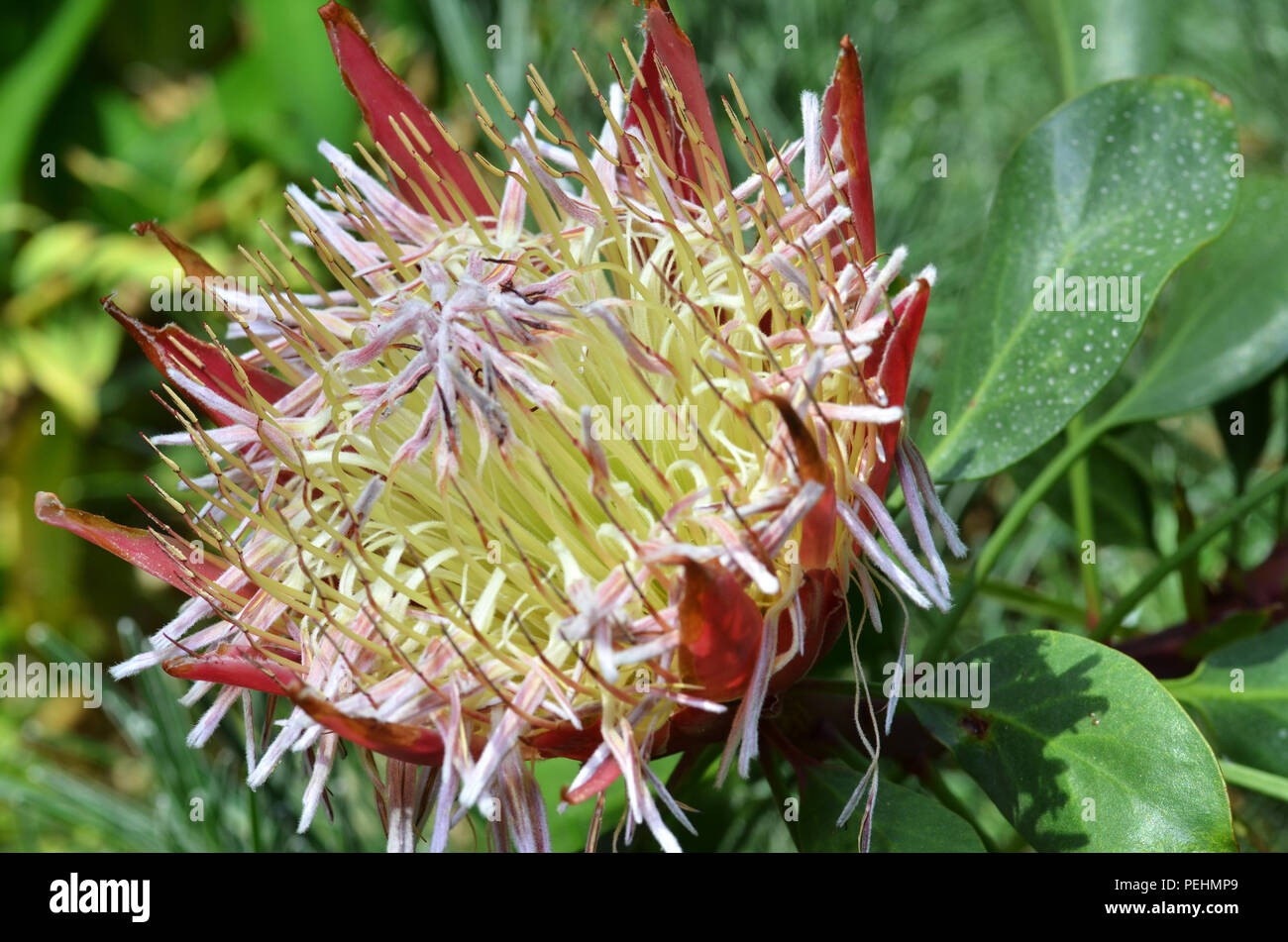 South African plant Protea cynaroides. also known with common name King ...