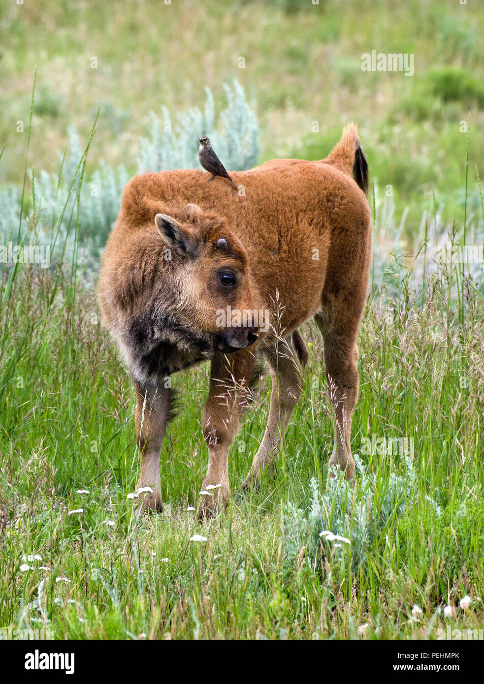 Bison calf with a bird sitting on its back in Yellowstone National Park, Wyoming, the United States. Stock Photo