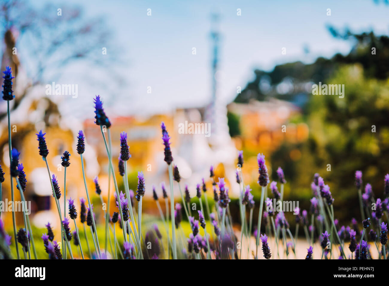 What Are Your Favourite Flower Colour Combinations We Love This Mix Of Purple Agastache And Orange Red Helenium Colorful Flowers Flowers Secret English Garden