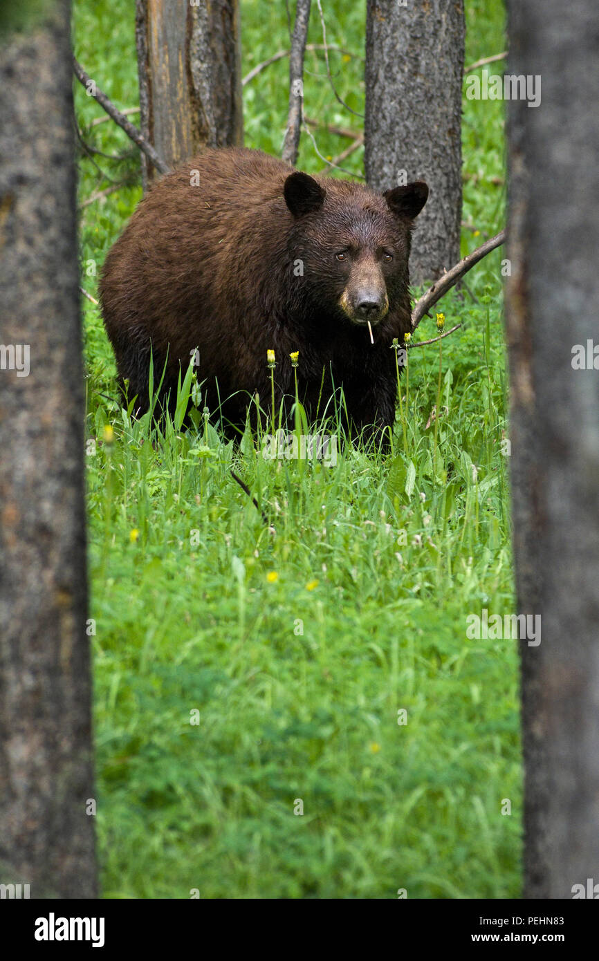 Adult Female Black Bear eating grass in Yellowstone National Park, Wyoming, the United States Stock Photo