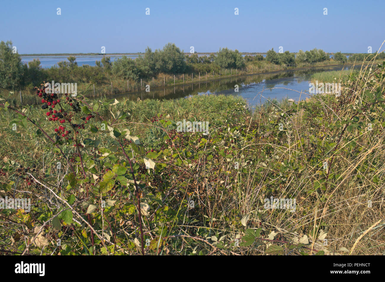 bramble bush in Po Delta Natural Park, Veneto region, Italy Stock Photo