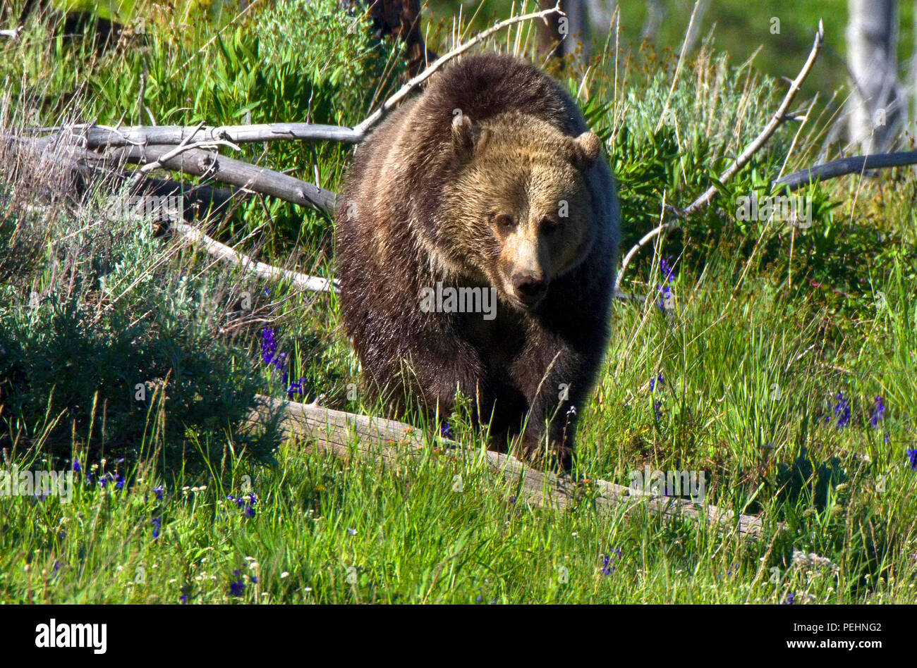 Grizzly Bear walking through the forest in Yellowstone National Park, Wyoming. Stock Photo