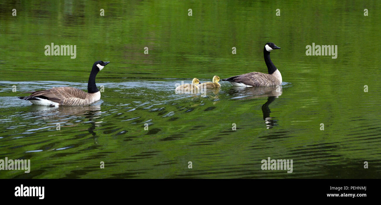 Family of Canada geese glide through the green water with watchful adults, in Yellowstone National Park, Wyoming. Stock Photo