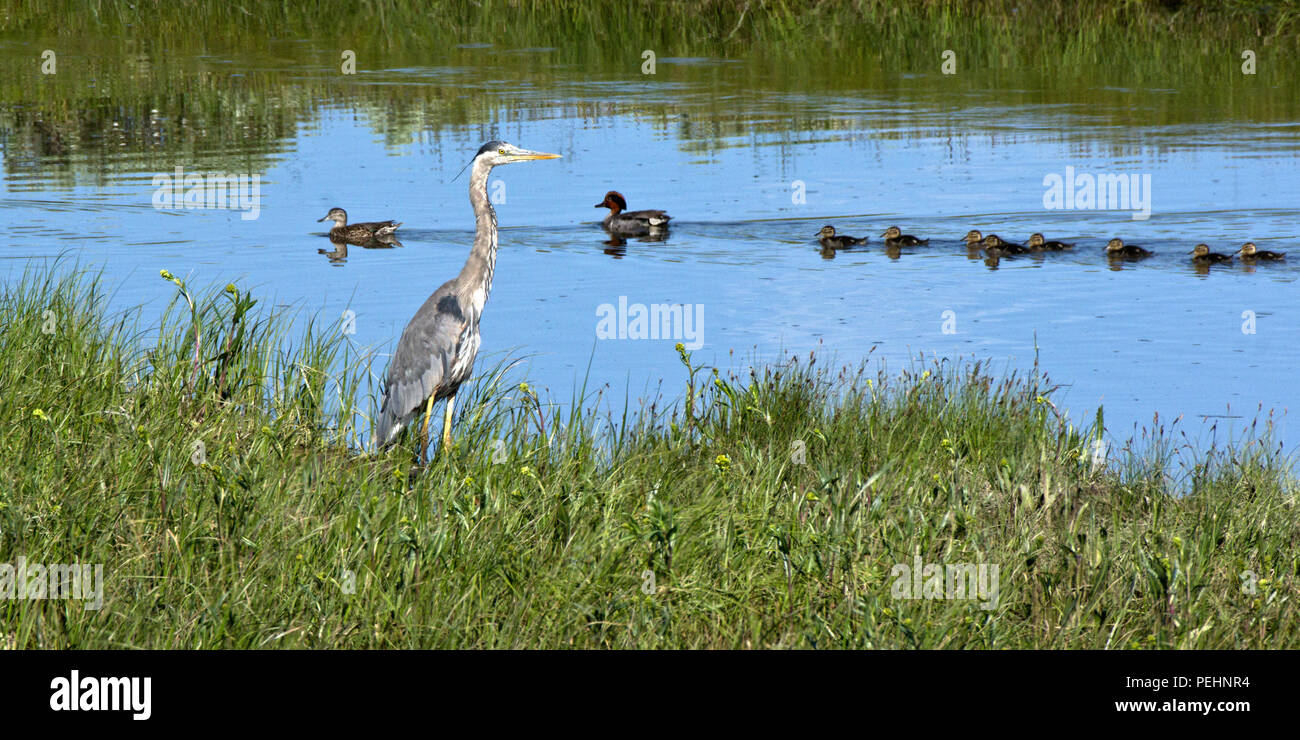 A Great Blue Heron stands on shore as a family of Green-winged Teal pass by, with many ducklings, in Yellowstone National Park, Wyoming. Stock Photo