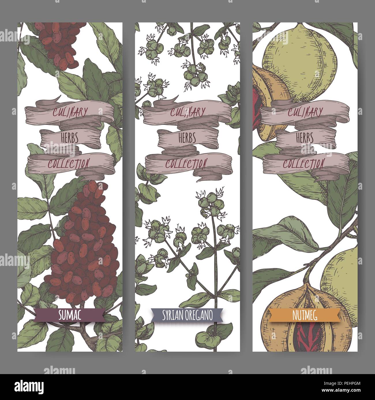Three color labels with Syrian oregano, sumac and nutmeg sketch Stock