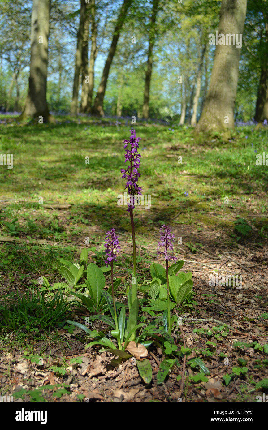 Early Purple Orchid Stock Photo