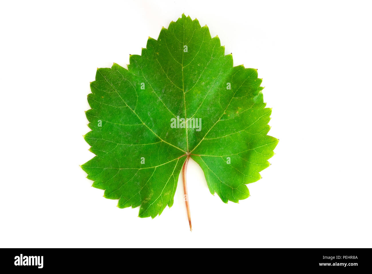 Grape leaf on a white background Stock Photo
