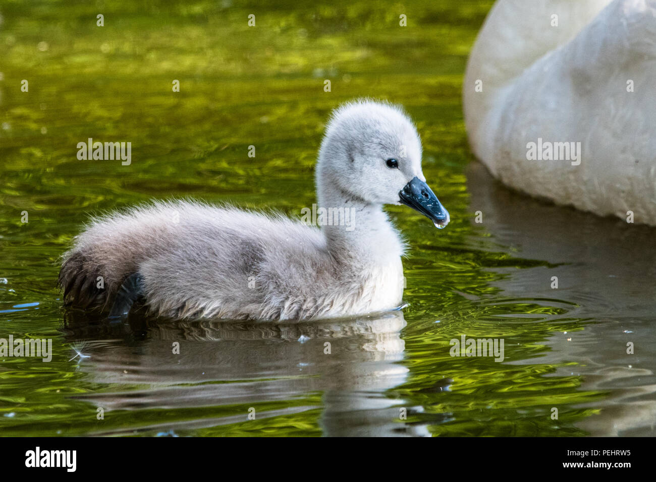 Beautiful young baby swan is swimming on a water. A bird is about