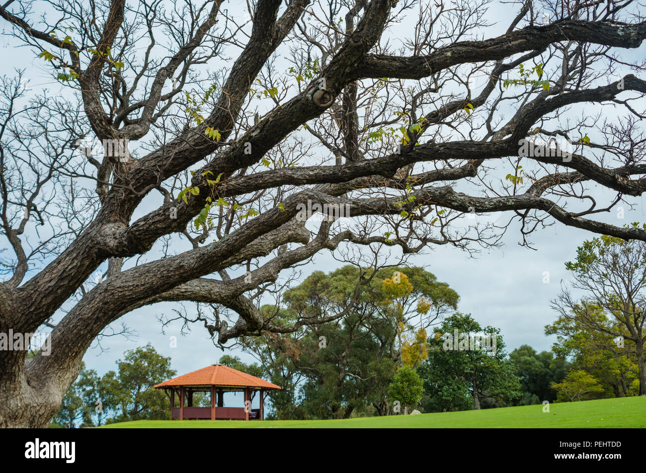 Old trees branch above a red roofed pavilion in Kings Park and botanic