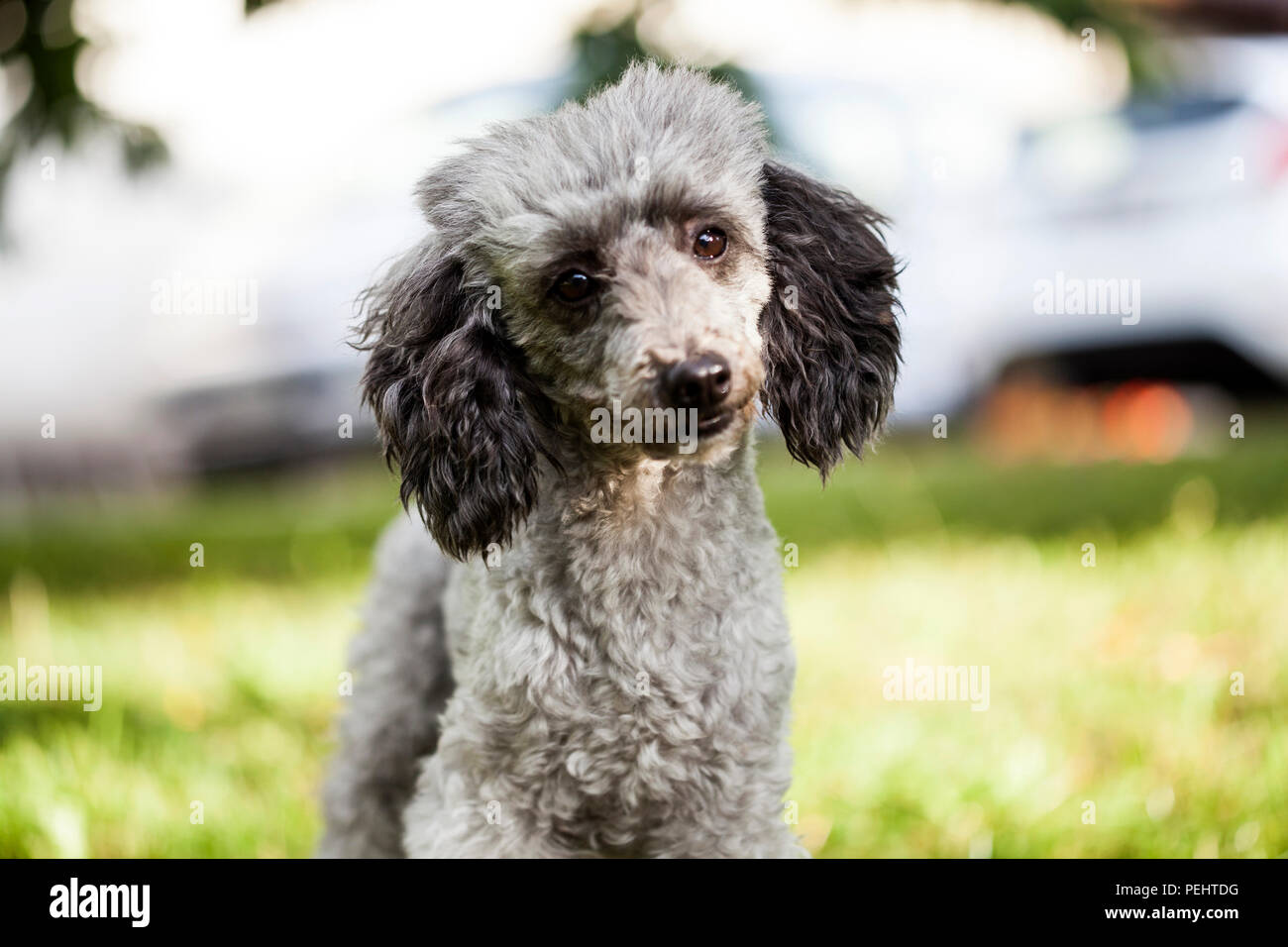 Doggy style cute poodle dog hi-res stock photography and images - Alamy