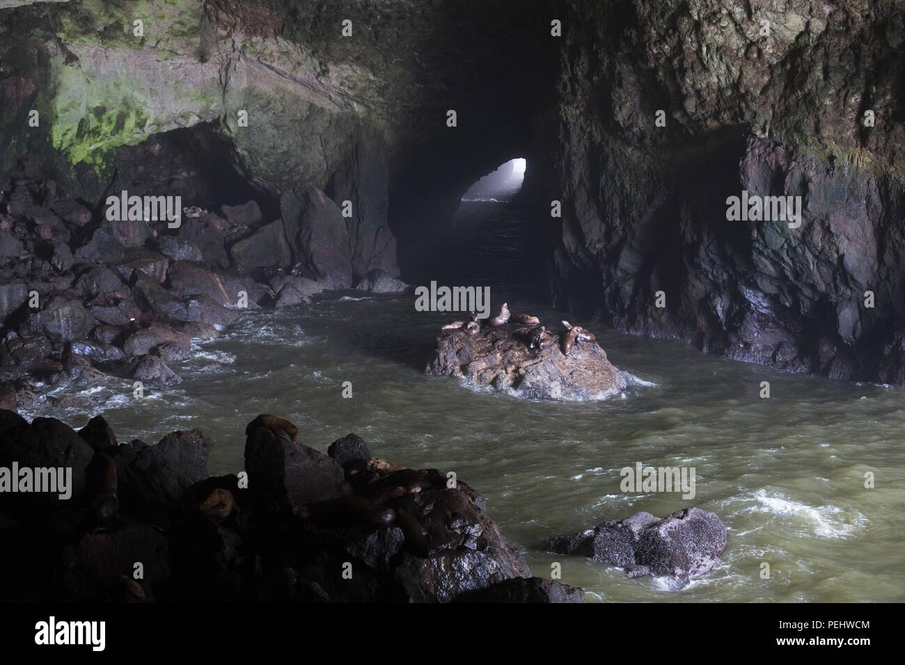 Sea lions basking on rocks in a sea cave near Florence, Oregon, USA. Stock Photo