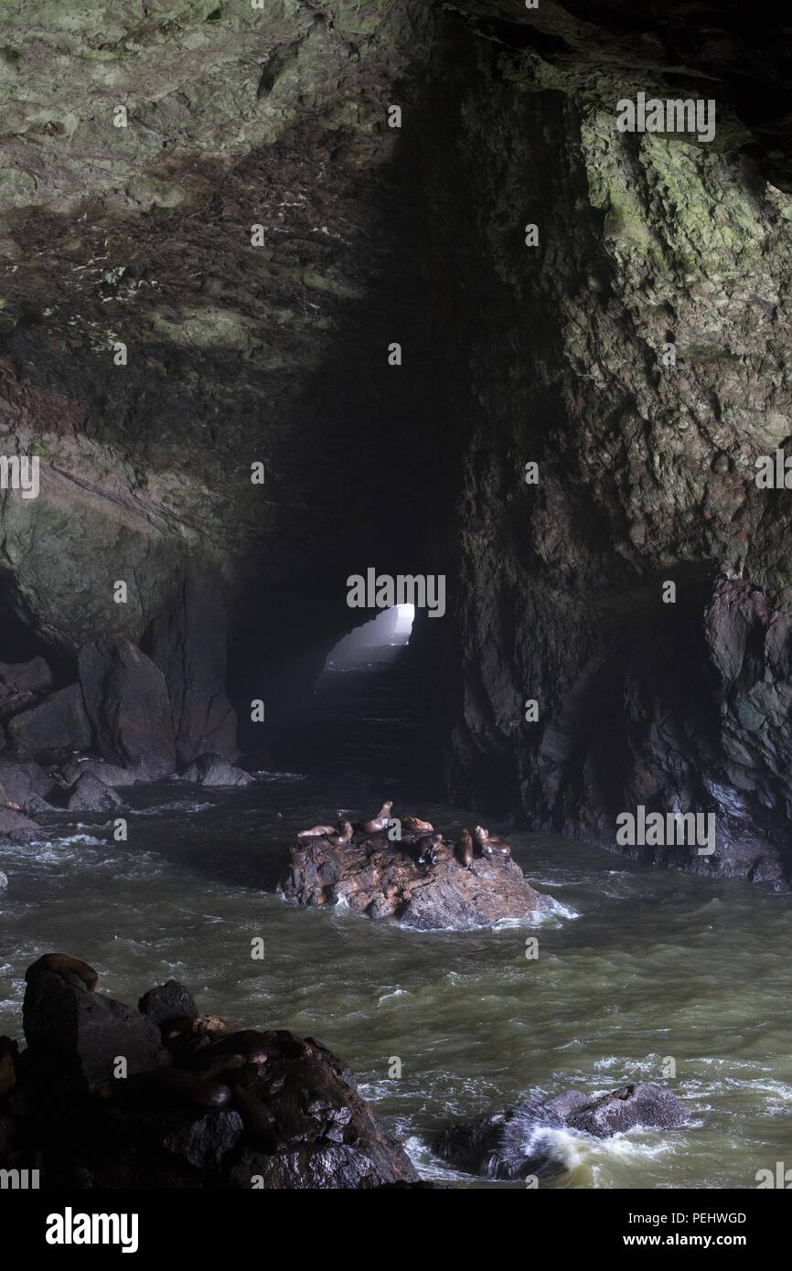 Sea lions basking on rocks in a sea cave near Florence, Oregon, USA. Stock Photo