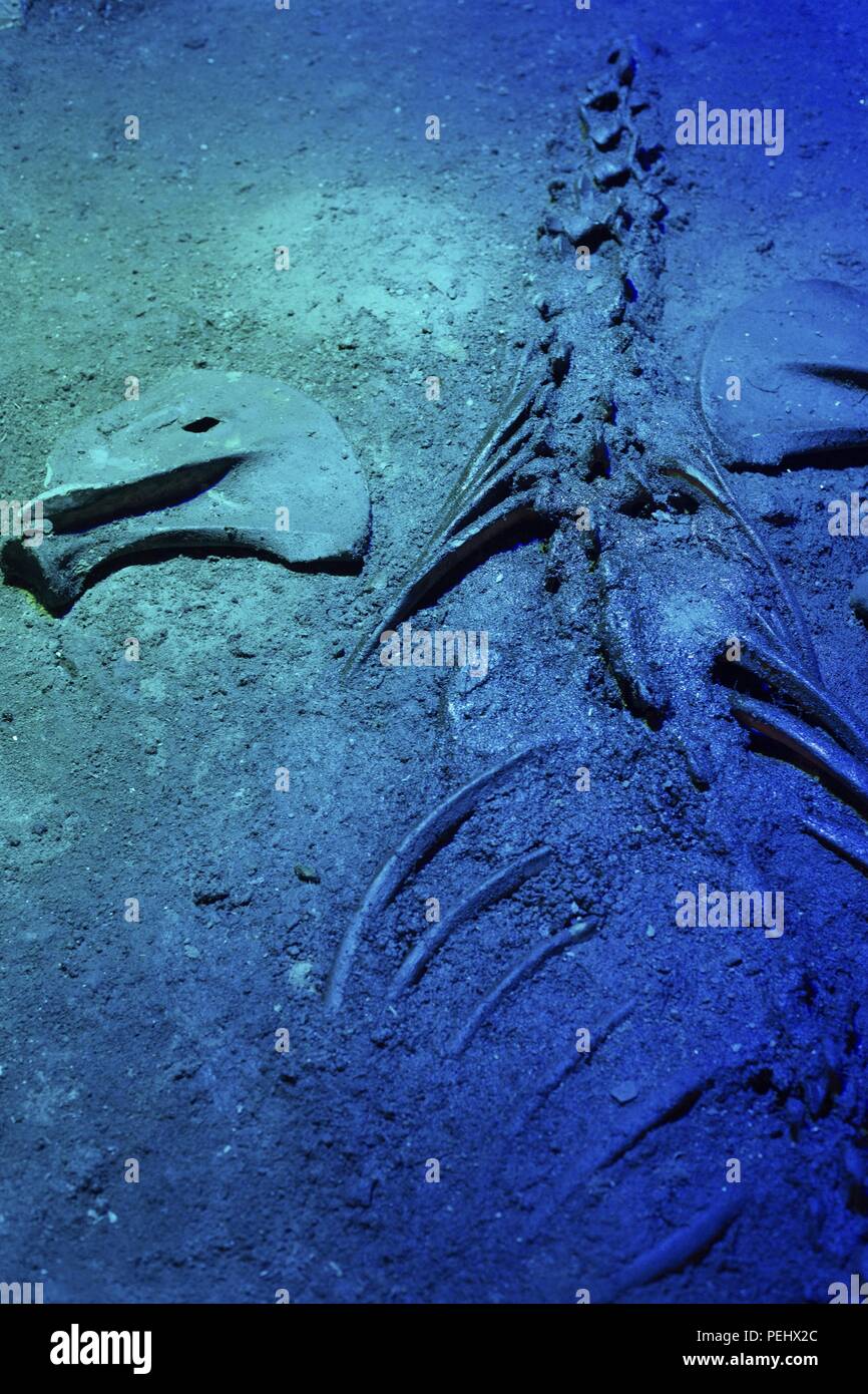 A sea lion skeleton in the Sea Caves near Florence, Oregon, USA. Stock Photo
