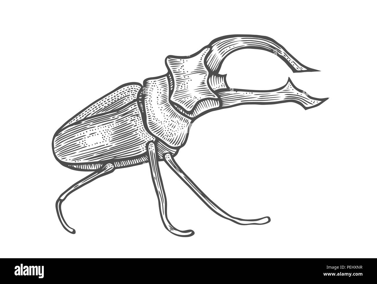 big beetle illustration, drawing, engraving, ink, line art, vector Isolated on white Stock Vector