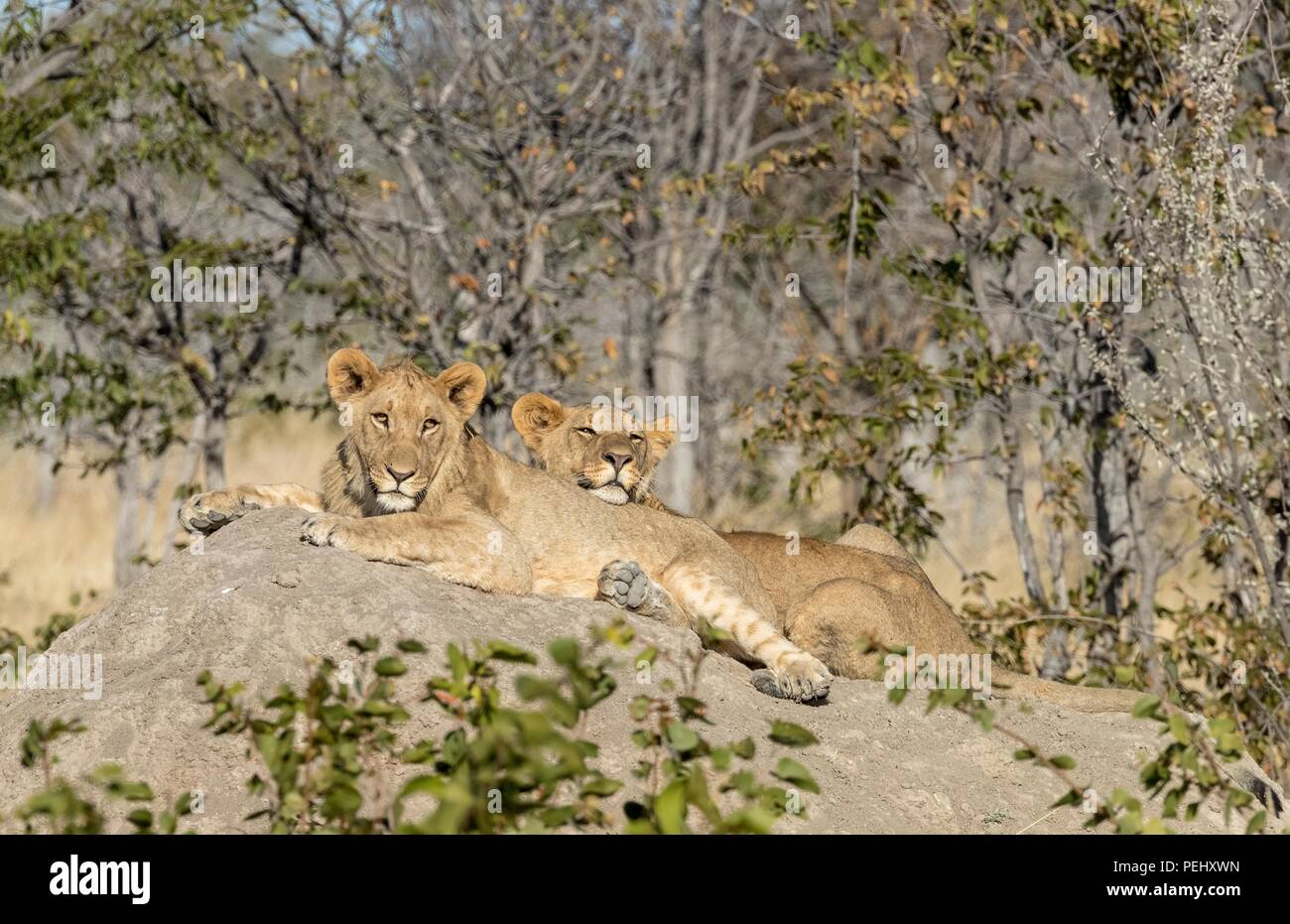 A pair of lionesses relaxing on a mound in the Etosha National Park in Namibia Stock Photo