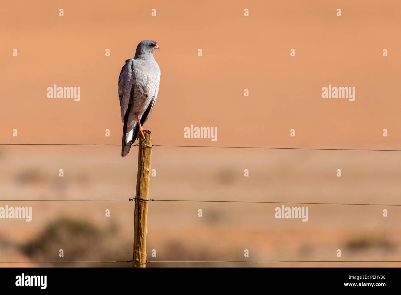 An Ovambo Sparrowhawk sitting on a wired fence with the Namib-Naukluft desert in the rear Stock Photo