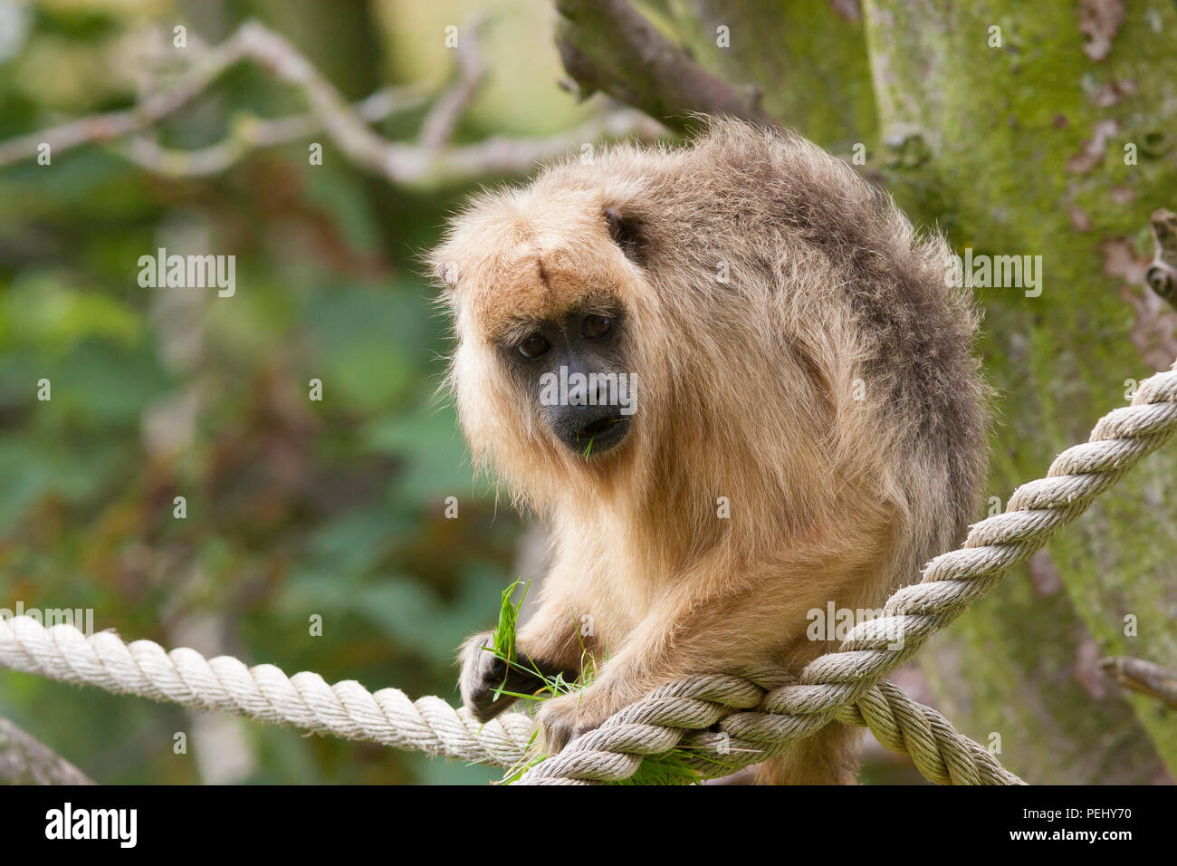 A Howler Monkey (Alouatta Caraya) Stock Photo