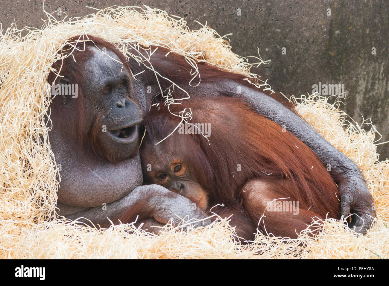 Bornean Orangutan cuddling at Chester Zoo Stock Photo