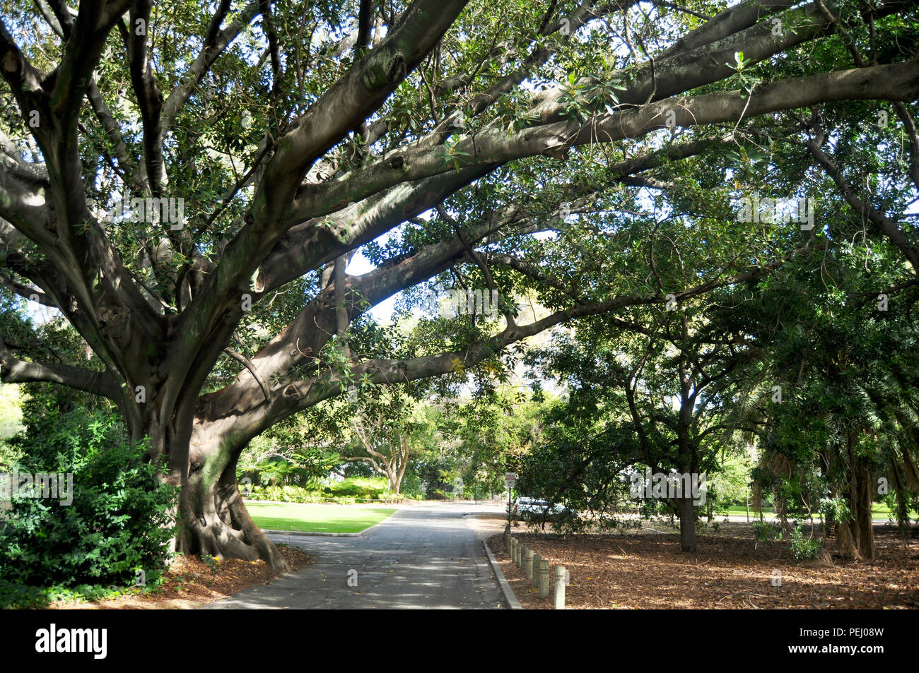 Big trees and many plant in garden of Kings Park and Botanic Garden in