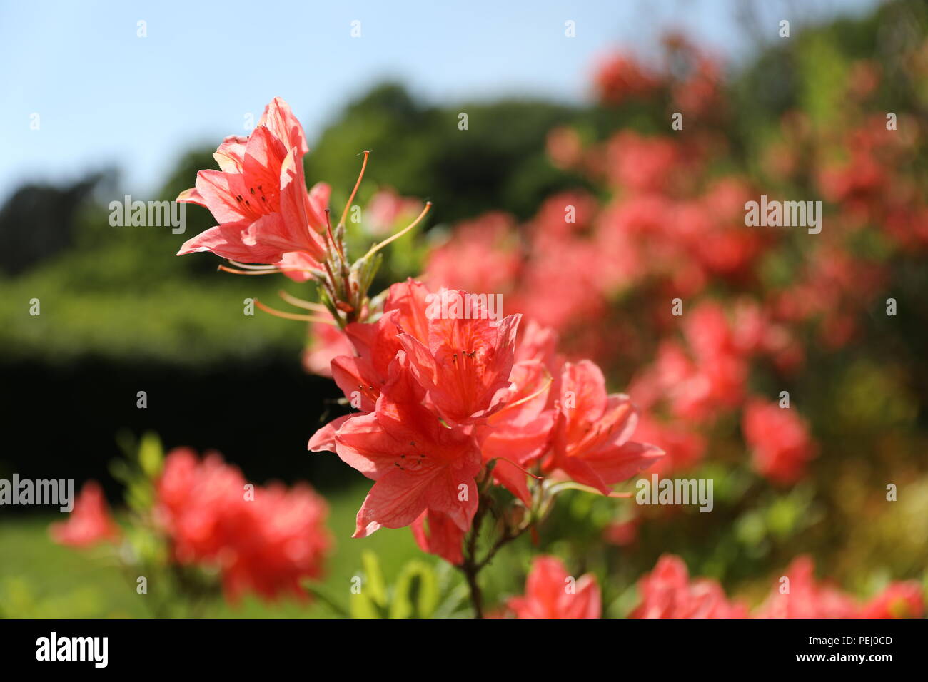 poisonous azalea trumpet flower salmon pink Stock Photo