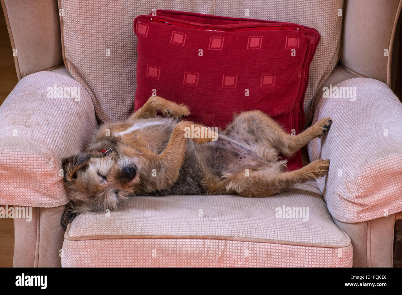 Cute and funny terrier dog sleeping on  her back in an armchair. Rosie is a 13 year old Border/ Jack Russel cross. Stock Photo
