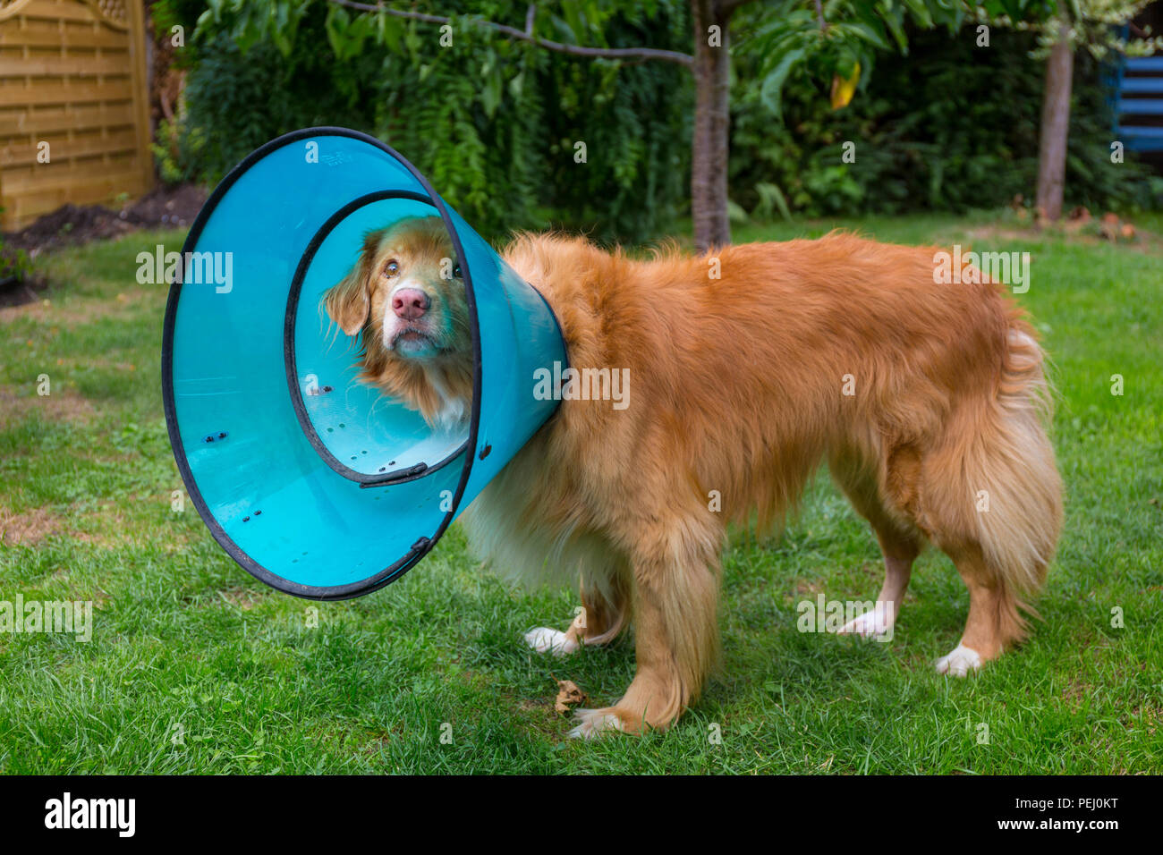 Nova Scotia Duck tolling Retriever wearing a protection cone to protect an injury from the dog scratching, licking or worrying the wound. Stock Photo