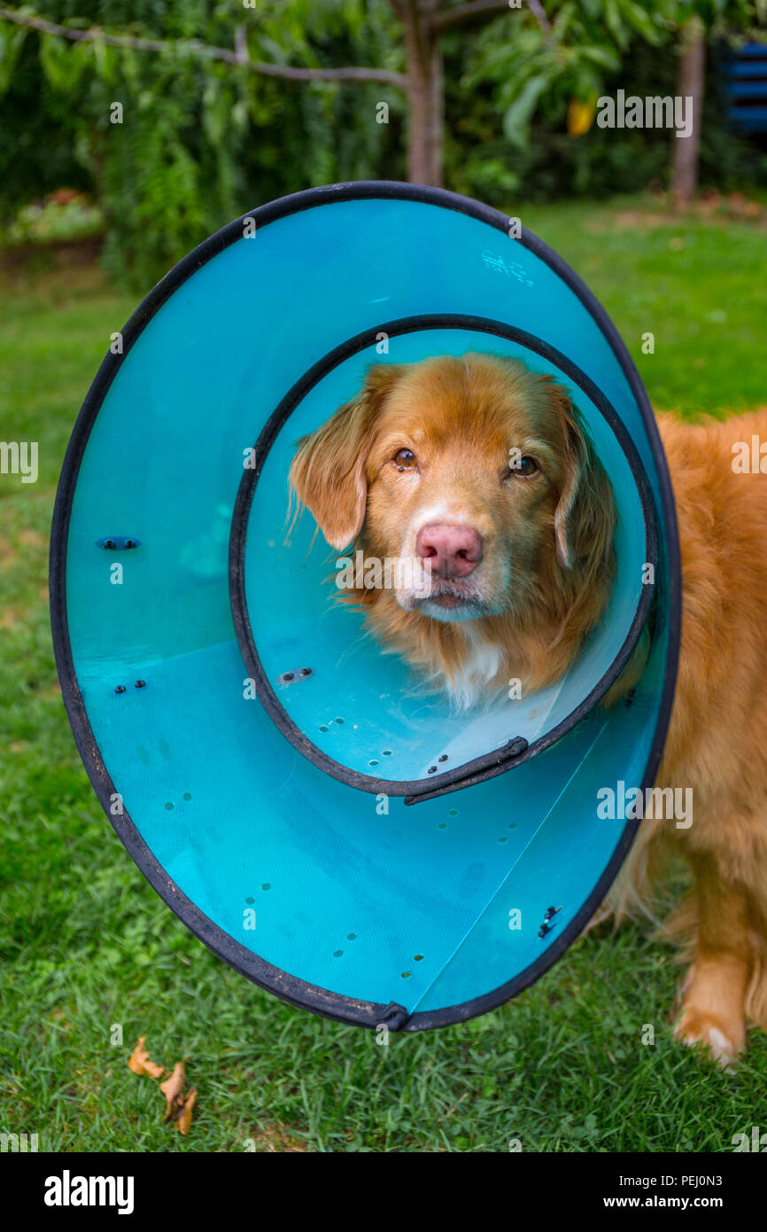 Nova Scotia Duck tolling Retriever wearing a protection cone to protect an injury from the dog scratching, licking or worrying the wound. Stock Photo