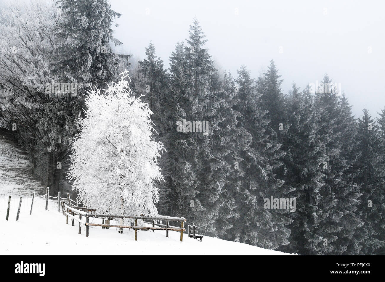 Snow-covered trees in the foothills of the Alps near Pfronten, Allgäu, Germany Stock Photo