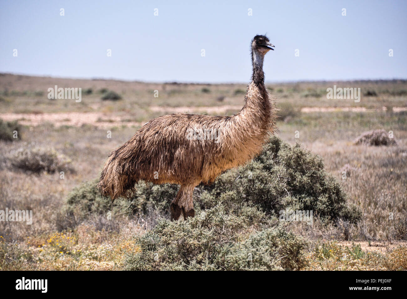 Emu (Dromaius novaehollandiae) grazing in the outback, Oodnadatta Track near Marree, South Australia. Stock Photo