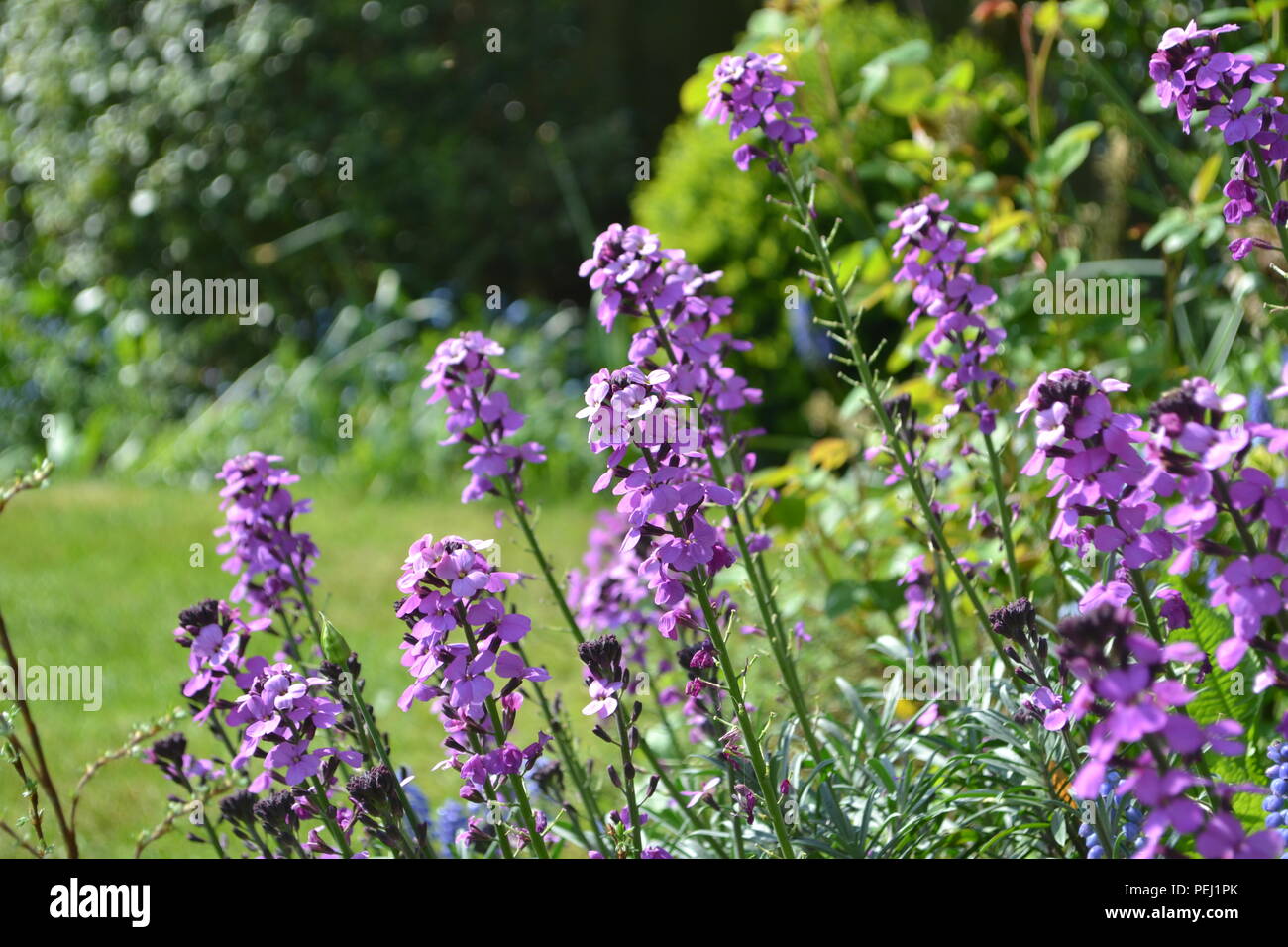 Wallflowers (Erysimumin) in a traditional english garden. Stock Photo