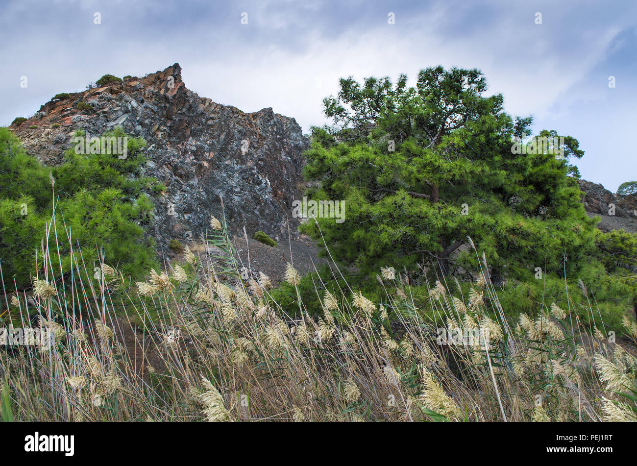 Bush among rocks hi-res stock photography and images - Alamy