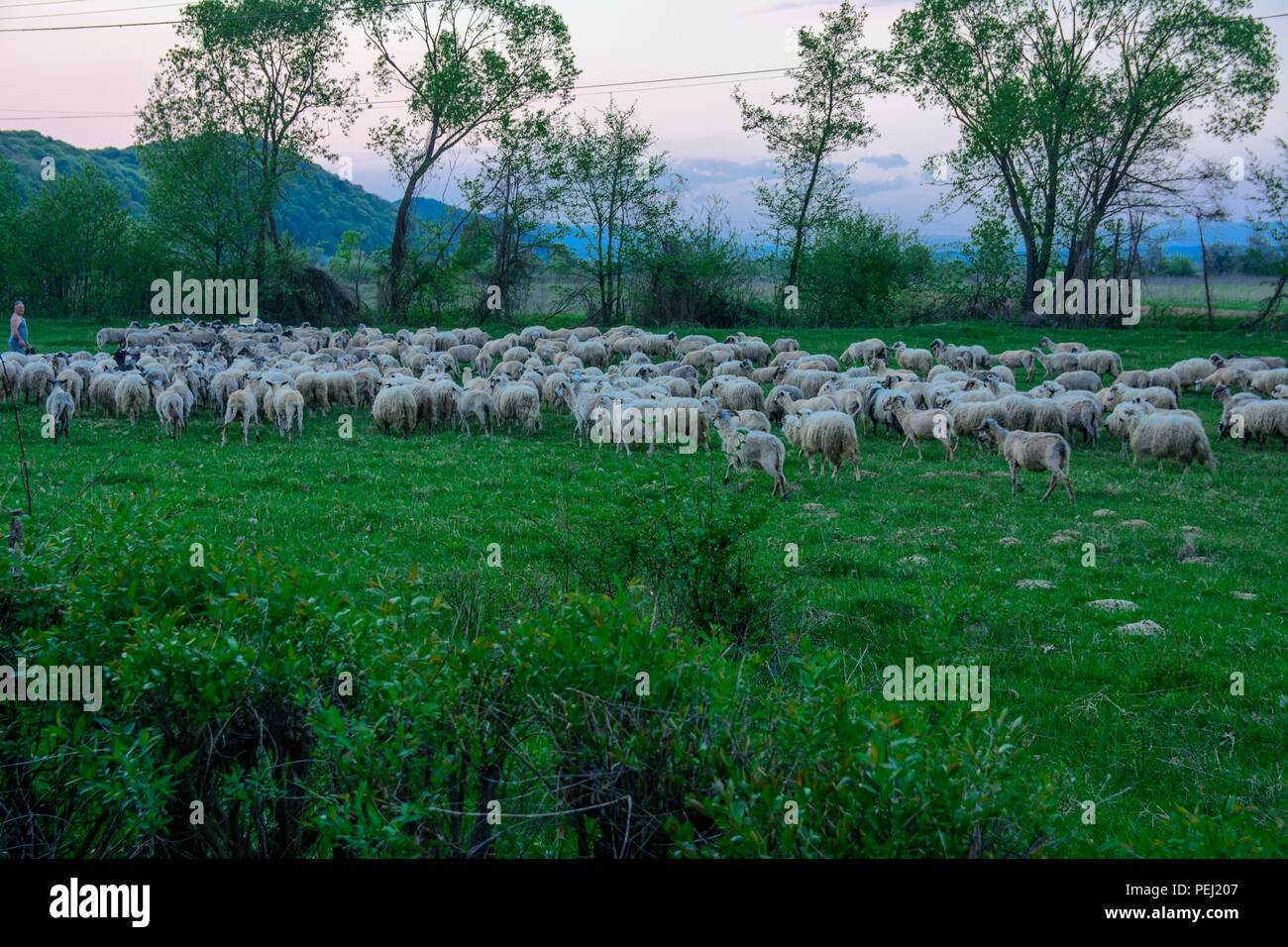 Panorama of the landscape with a herd of sheep grazing on the green ...