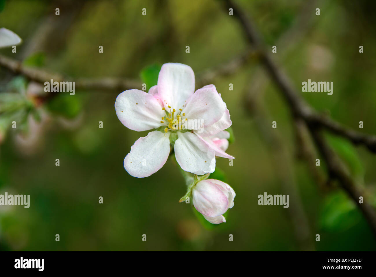 Soft focus Apple blossom or white apple tree flower on a tree branch