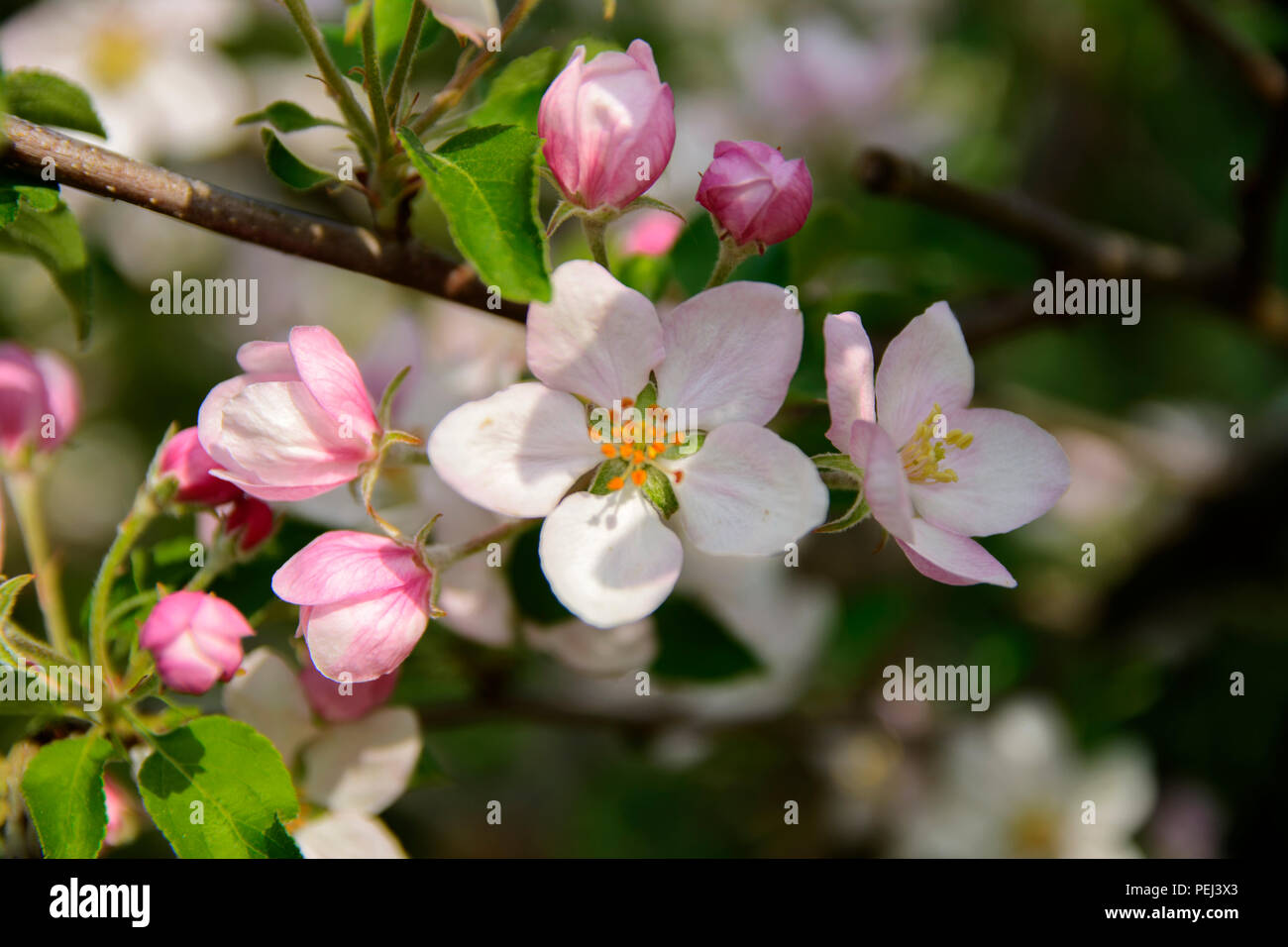Soft Focus Apple Blossom Or White Apple Tree Flower On A Tree Branch Against A Blue Sky Background Shallow Depth Of Field Focus On The Center Of A F Stock Photo Alamy Soft Focus Apple Blossom Or White Apple Tree Flower On A Tree Branch Against A Blue Sky Background Shallow Depth Of Field Focus On The Center Of A F Stock Photo Alamy