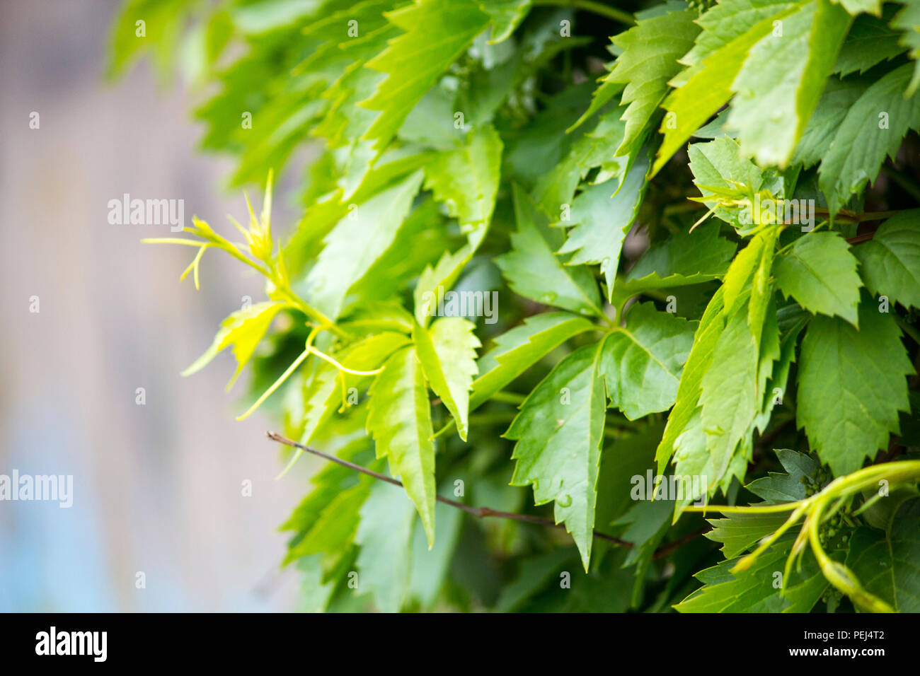 Wild grapes green hanging from the wall Stock Photo