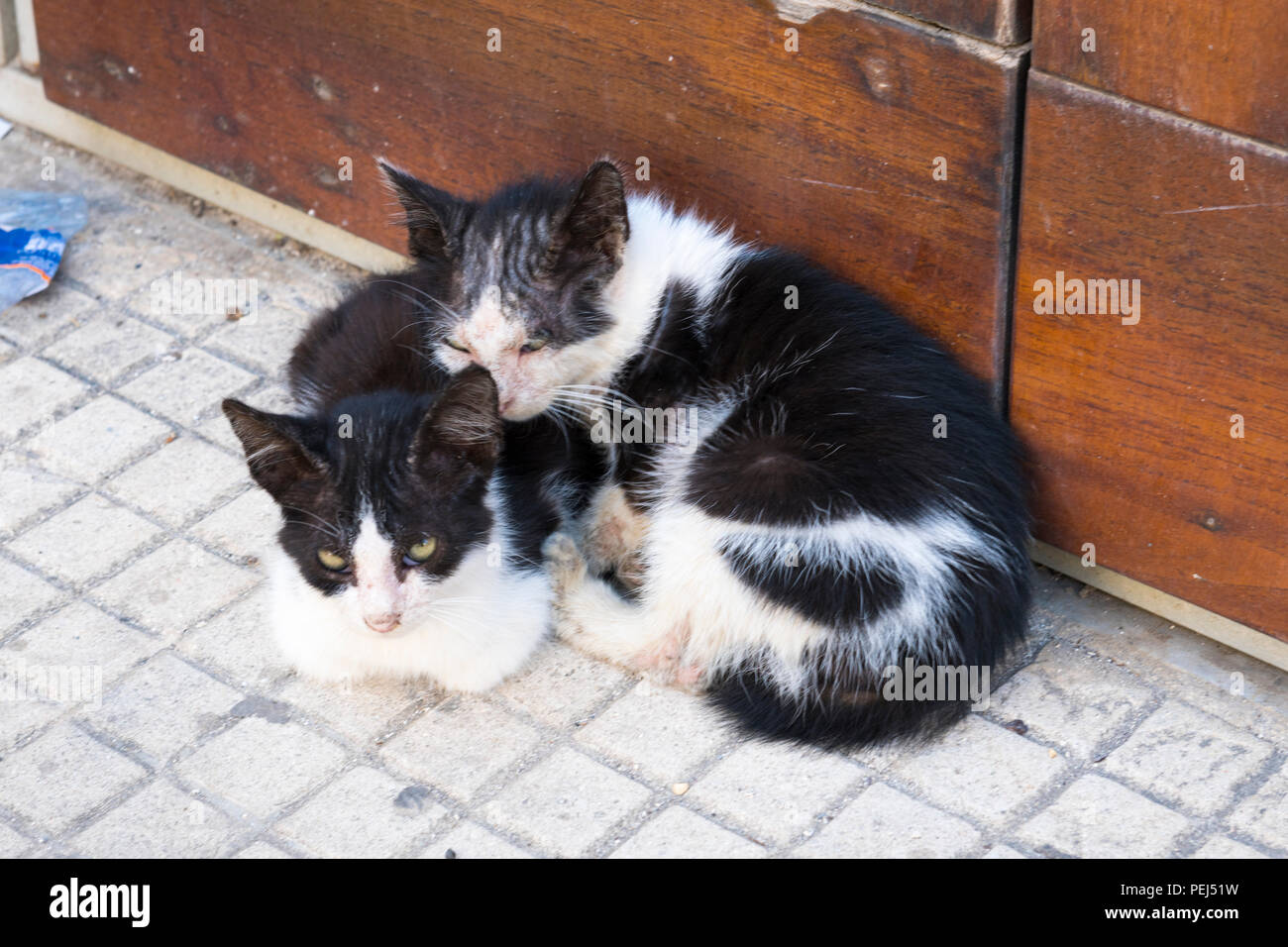 Italy Sicily Syracuse Siracusa Ortygia two sweet cute baby cats kittens black & white cuddle cuddling on floor by wooden doors Stock Photo