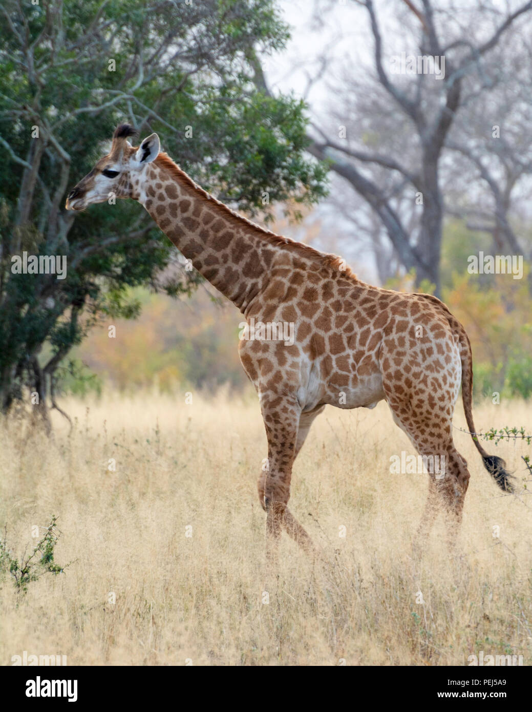 Images Of African Giraffe High Resolution Stock Photography and Images ...