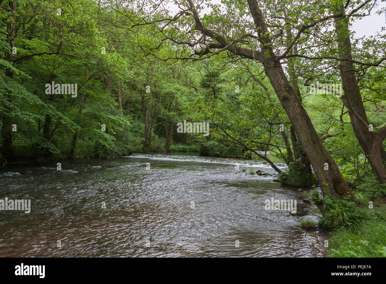 Shallow weir on the River Dove, Dovedale, Derbyshire Stock Photo