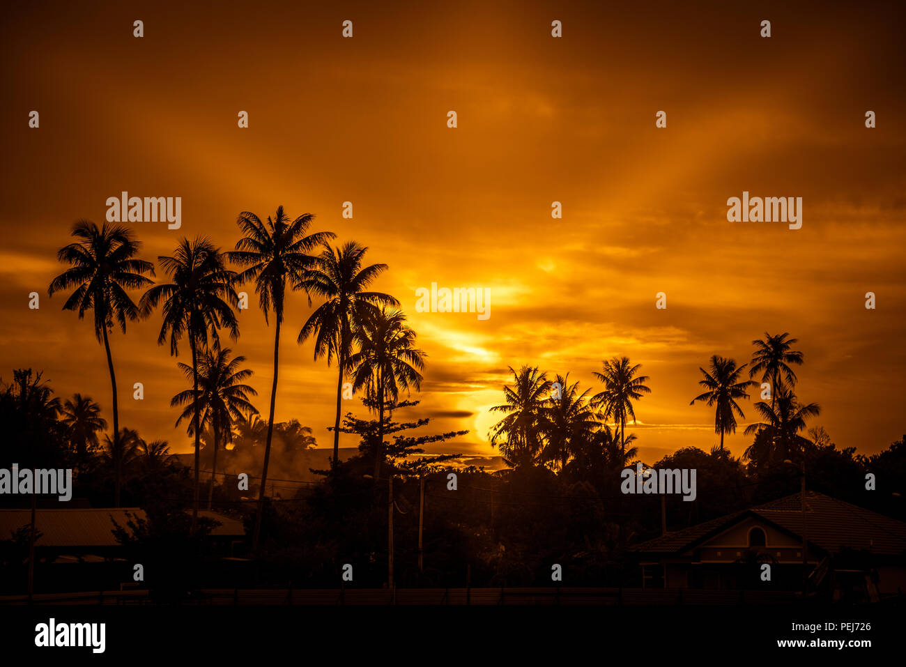 Beautiful beach view tree silhouettes hi-res stock photography and ...
